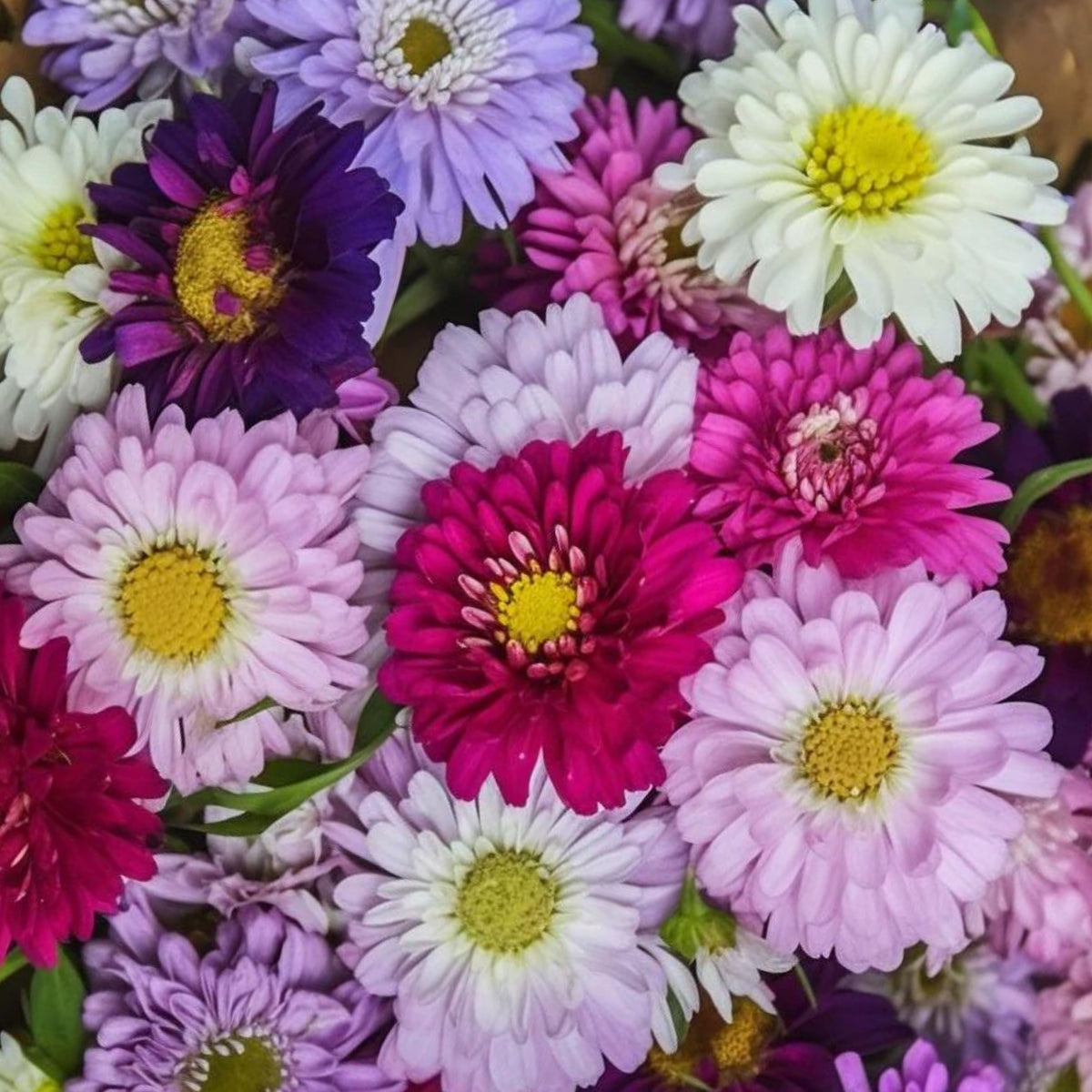 Matsumoto Mix Aster Seeds - Colorful Autumn Blooms, 20 seeds