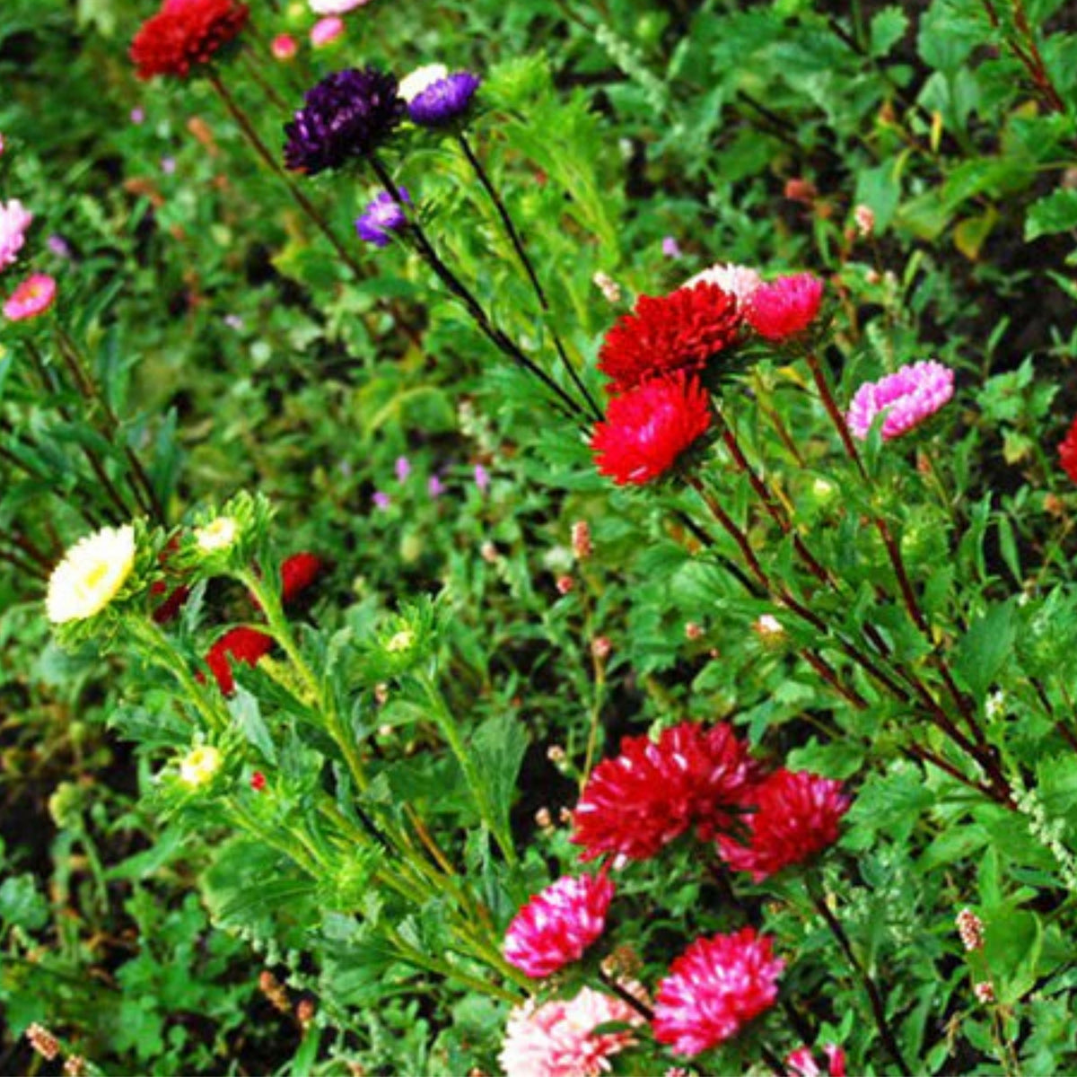 Matsumoto Mix Aster Seeds - Colorful Autumn Blooms, 20 seeds