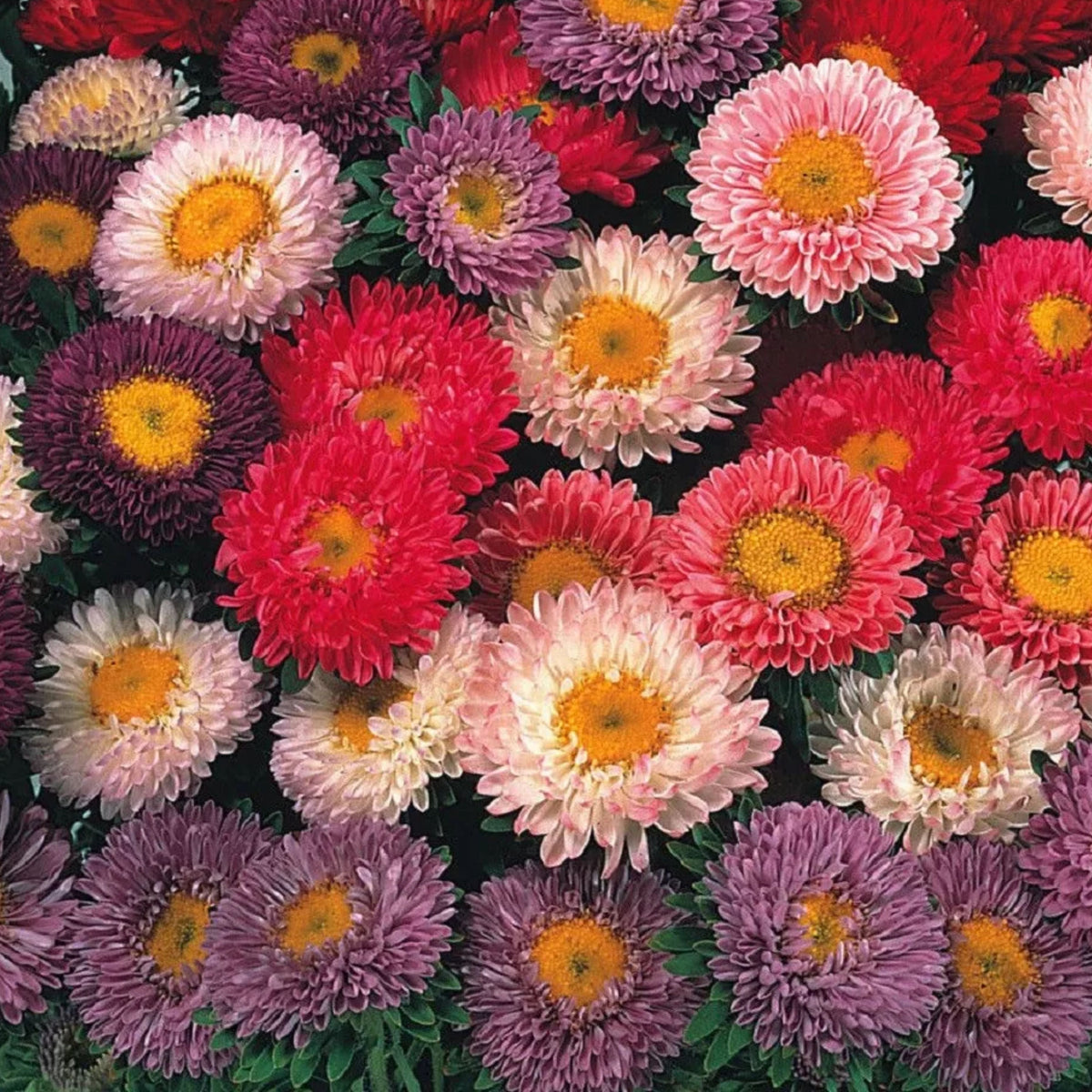 Matsumoto Mix Aster Seeds - Colorful Autumn Blooms, 20 seeds