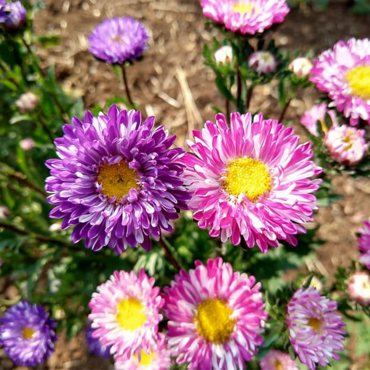 Matsumoto Mix Aster Seeds - Colorful Autumn Blooms, 20 seeds