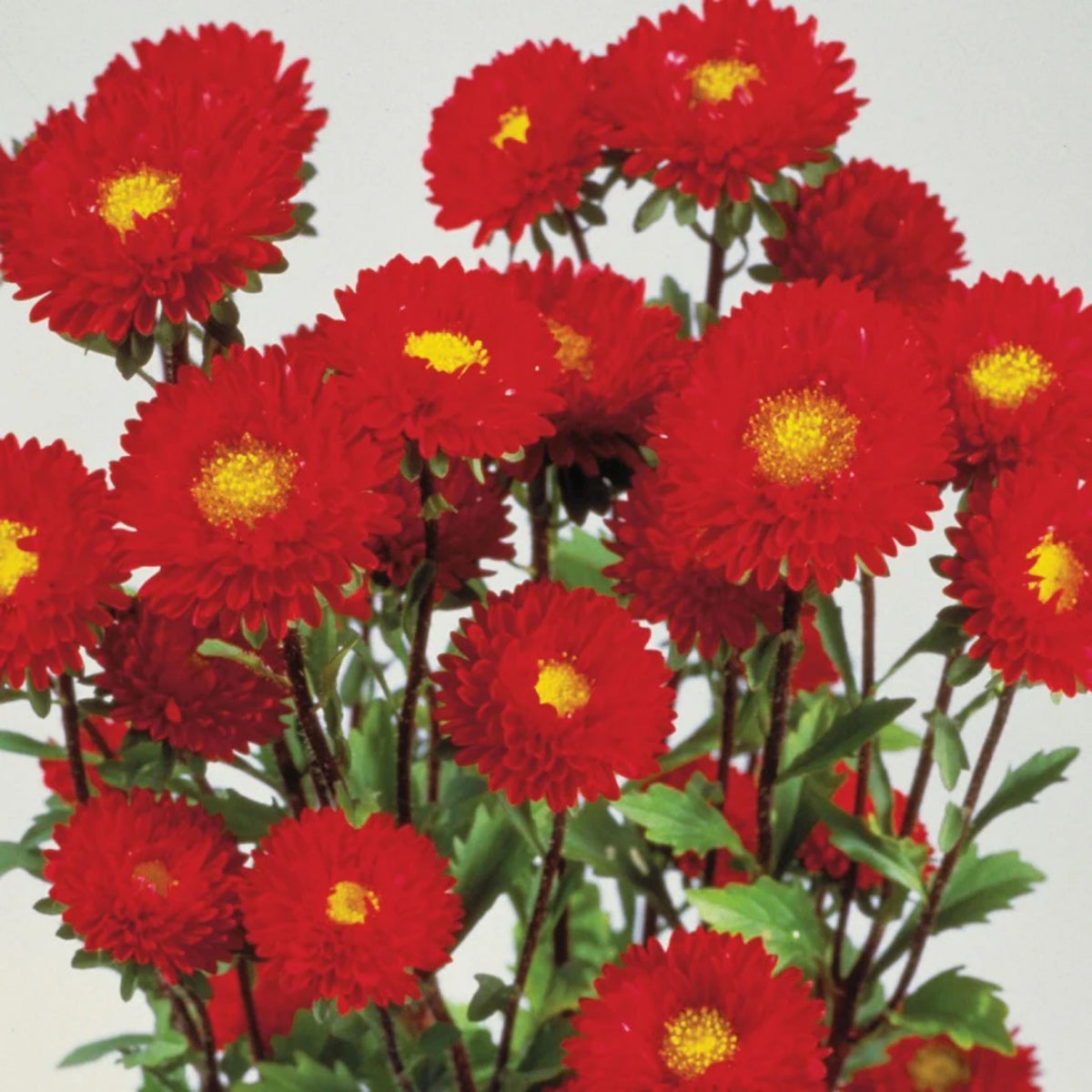 20s | Matsumoto Mix Aster Seeds – Heirloom, Non-GMO, Colorful Autumn Blooms, Easy to Grow, Perfect for Fall Gardens, Pollinator-Friendly, Border Plants, Cut Flowers, and Cottage Gardens#8028