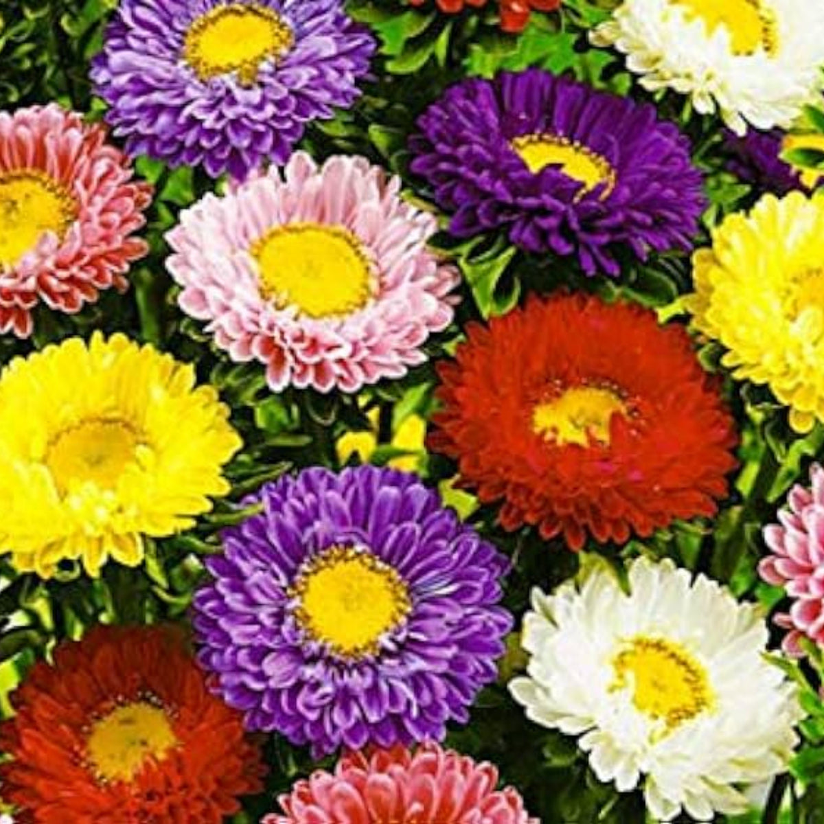 Matsumoto Mix Aster Seeds - Colorful Autumn Blooms, 20 seeds