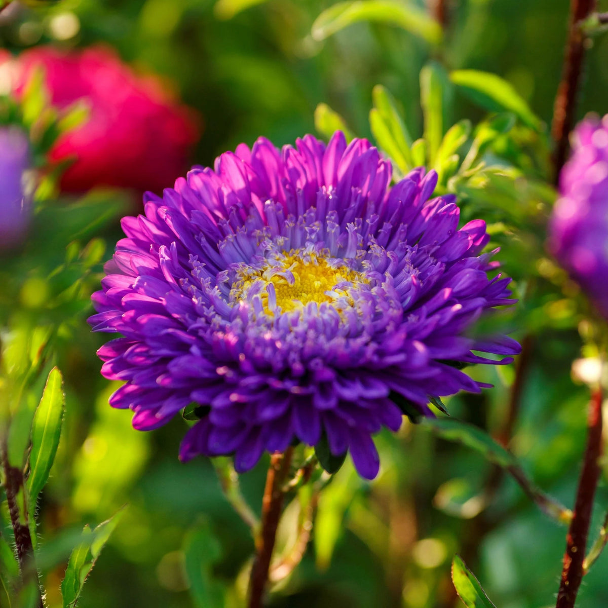 Matsumoto Mix Aster Seeds - Colorful Autumn Blooms, 20 seeds
