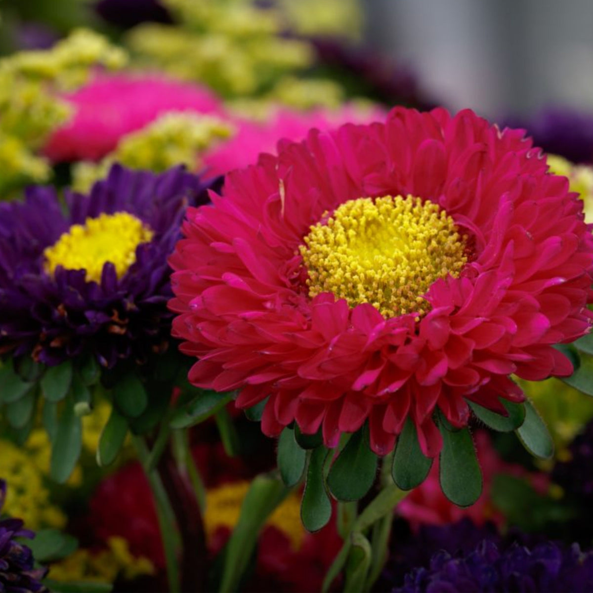 Matsumoto Mix Aster Seeds - Colorful Autumn Blooms, 20 seeds