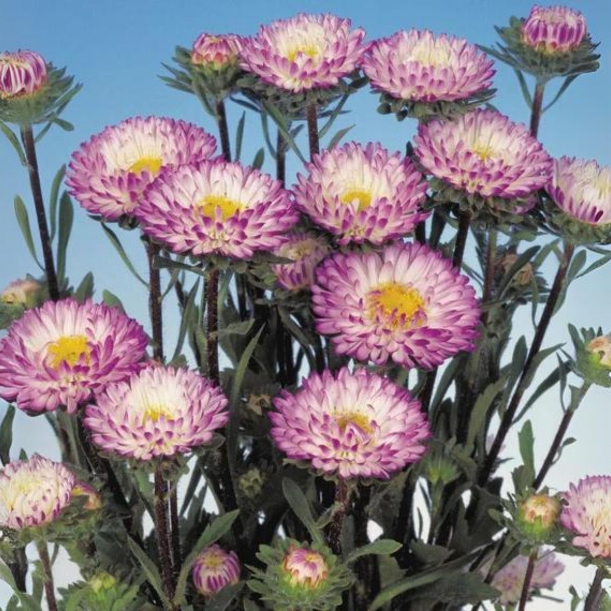 Matsumoto Mix Aster Seeds - Colorful Autumn Blooms, 20 seeds