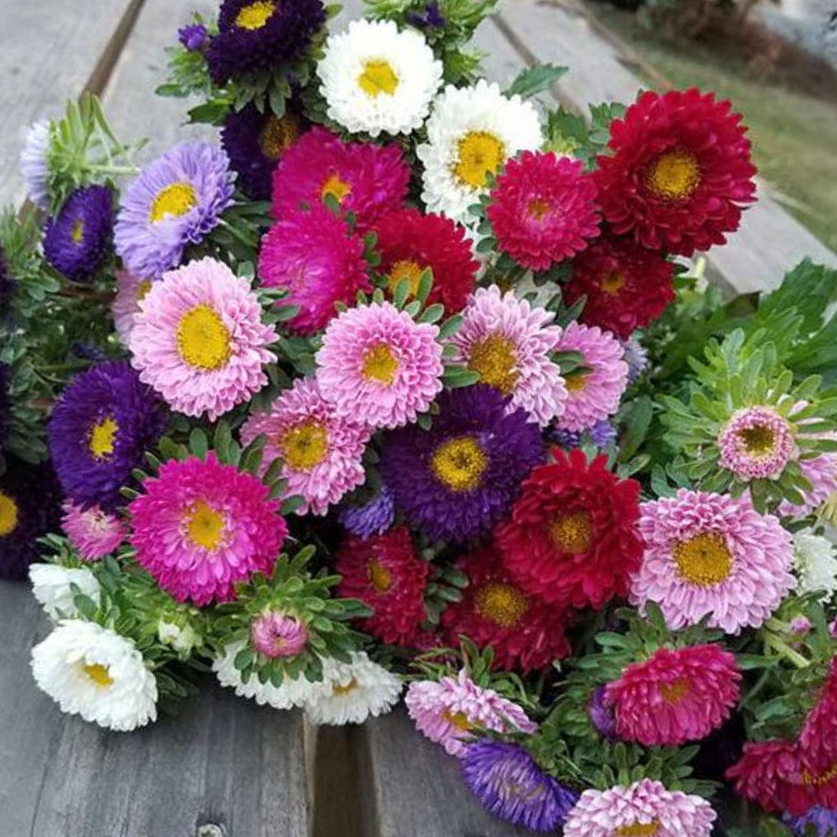 Matsumoto Mix Aster Seeds - Colorful Autumn Blooms, 20 seeds