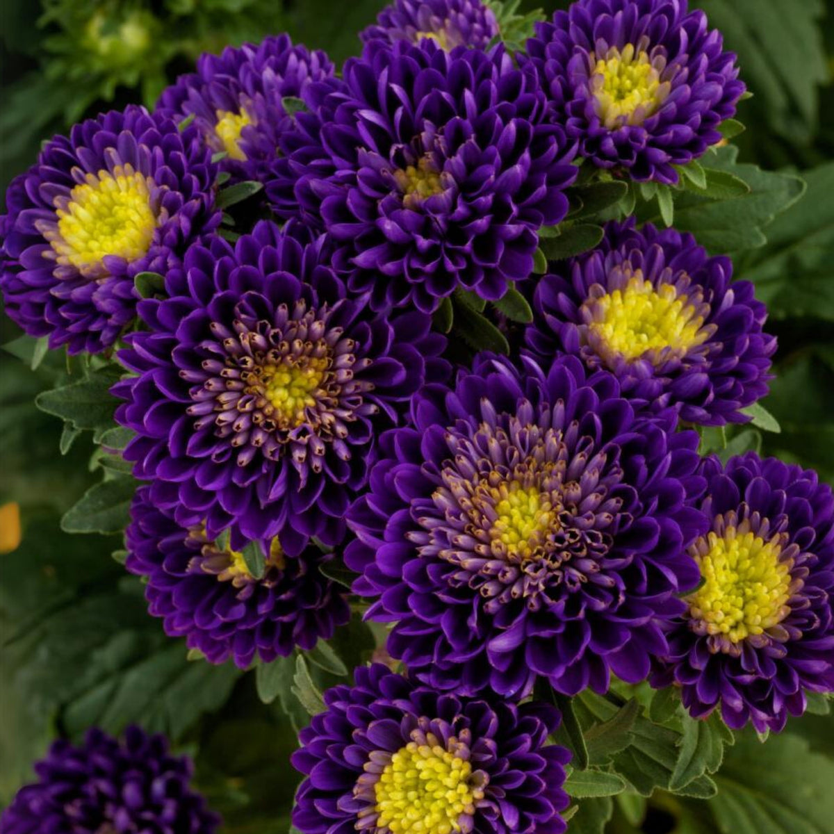 Matsumoto Mix Aster Seeds - Colorful Autumn Blooms, 20 seeds