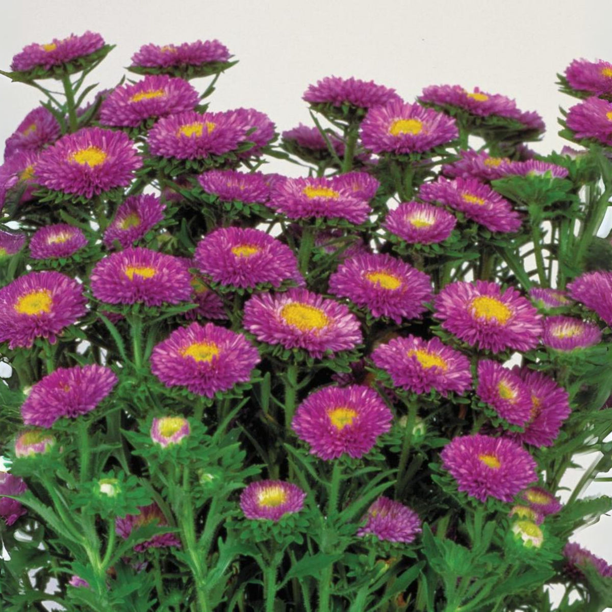 Matsumoto Mix Aster Seeds - Colorful Autumn Blooms, 20 seeds