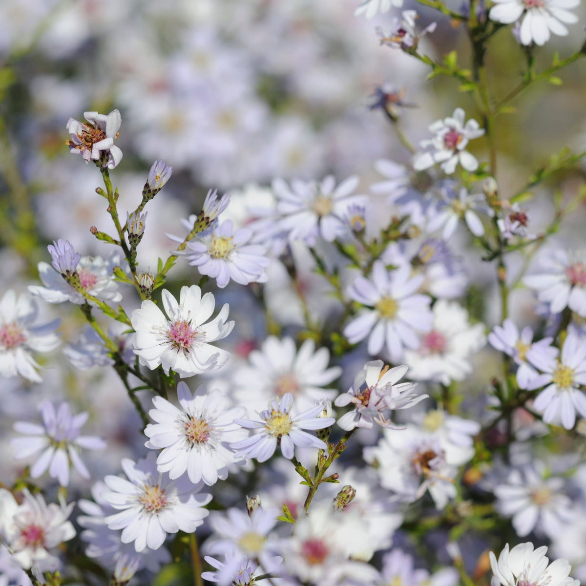 Matsumoto Mix Aster Seeds - Colorful Autumn Blooms, 20 seeds