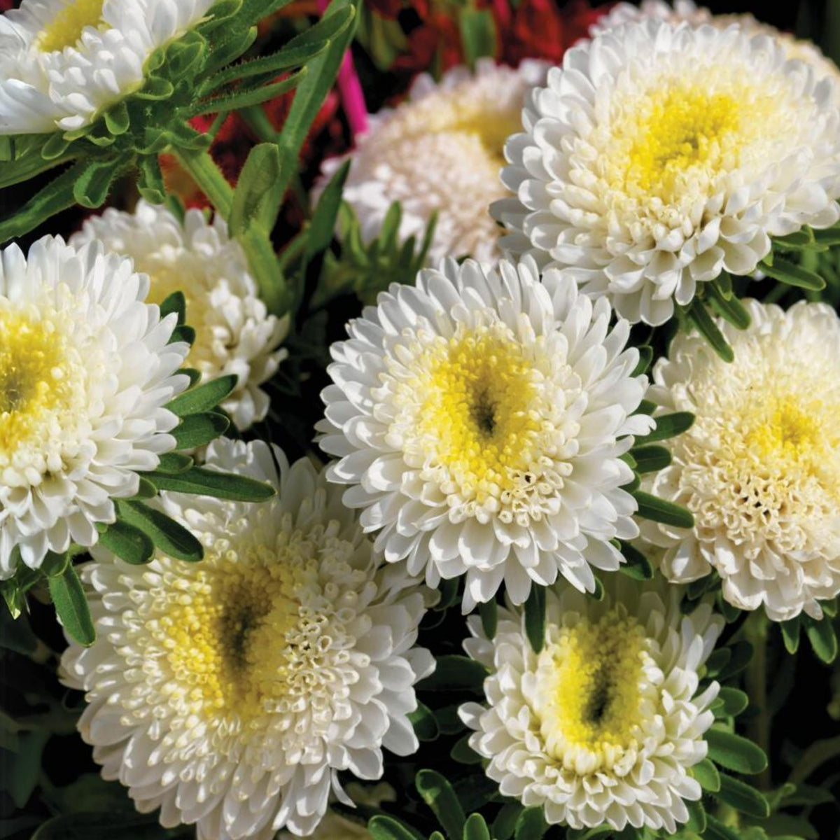 Matsumoto Mix Aster Seeds - Colorful Autumn Blooms, 20 seeds