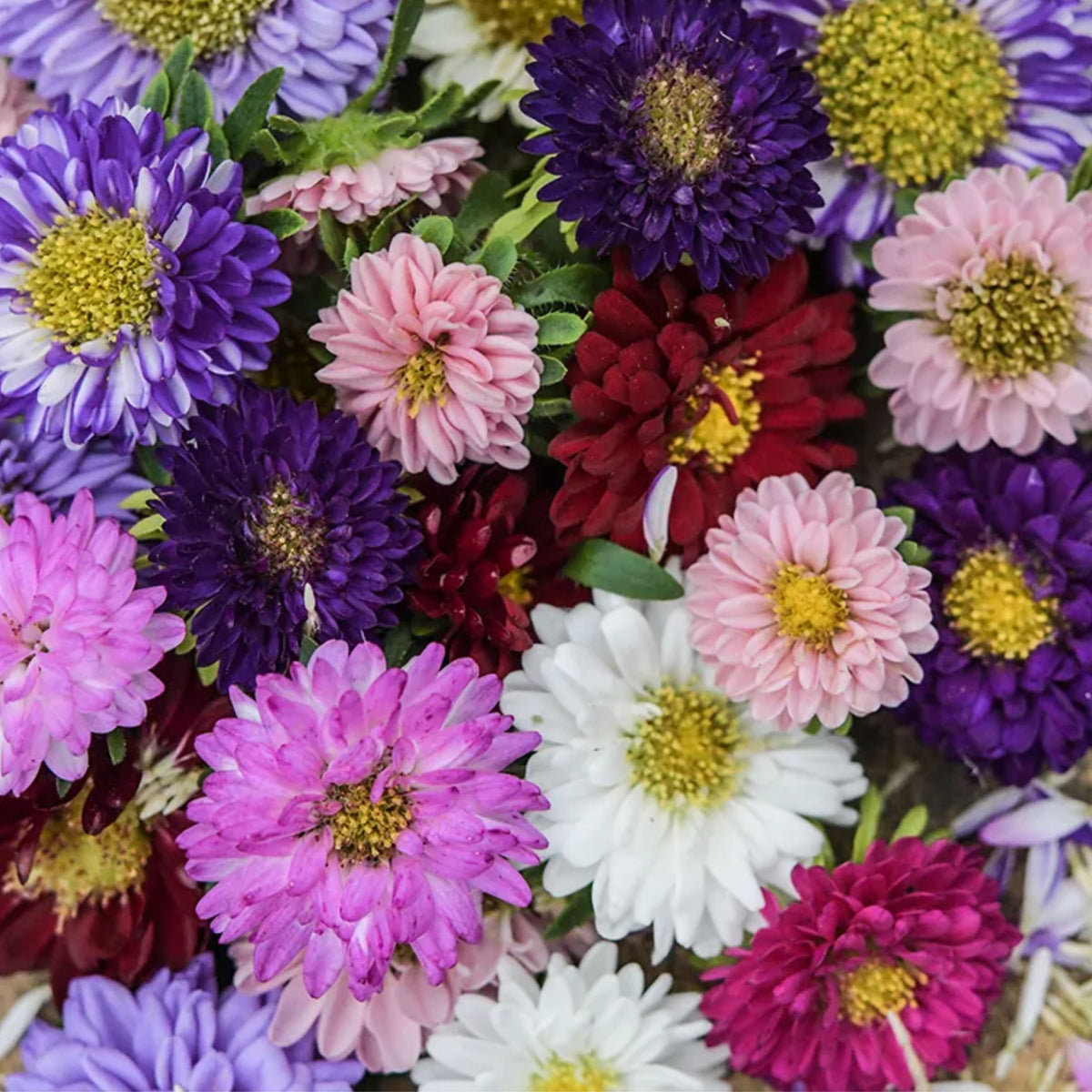 Matsumoto Mix Aster Seeds - Colorful Autumn Blooms, 20 seeds