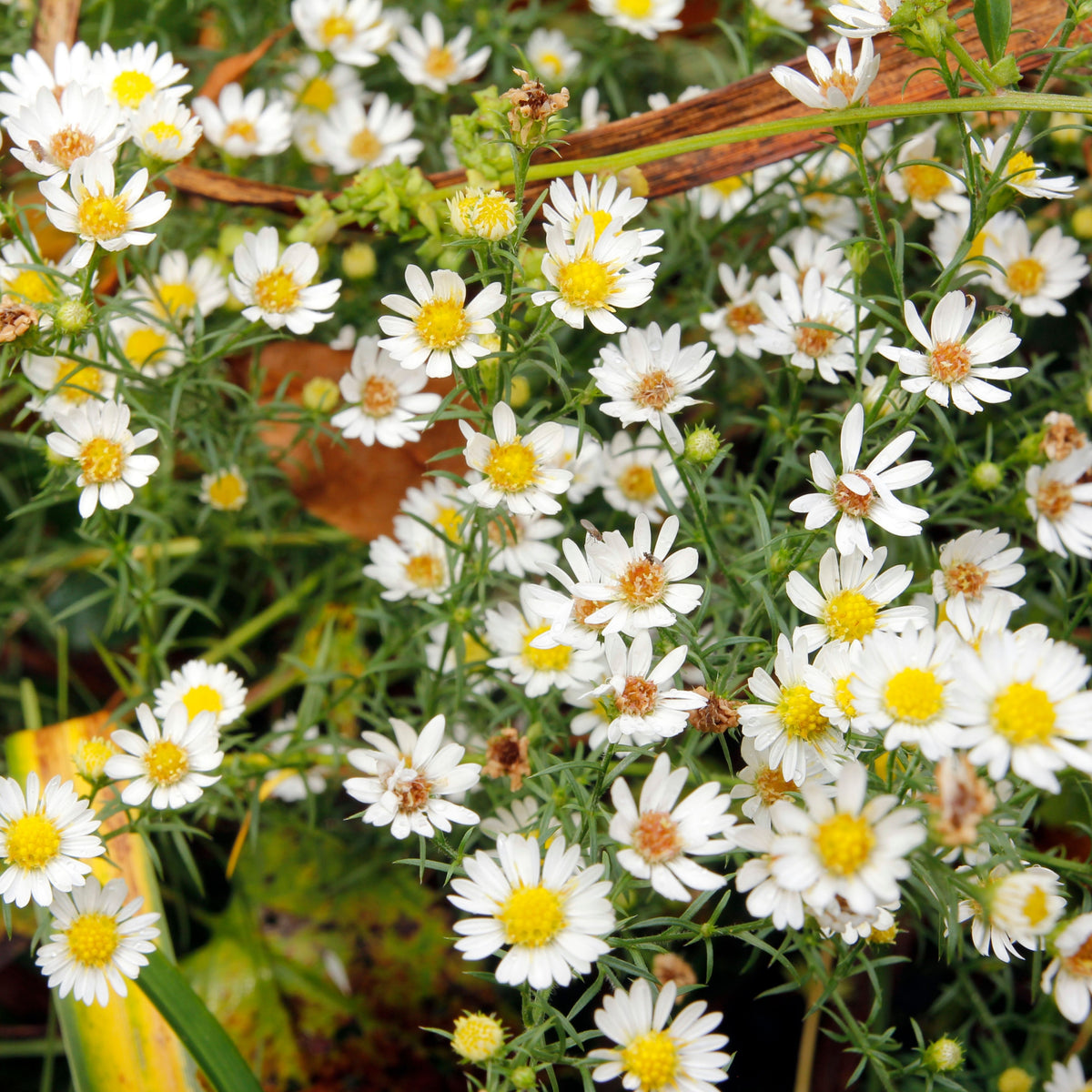 Matsumoto Mix Aster Seeds - Colorful Autumn Blooms, 20 seeds