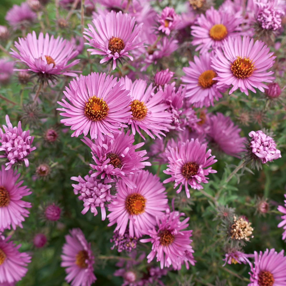 Matsumoto Mix Aster Seeds - Colorful Autumn Blooms, 20 seeds