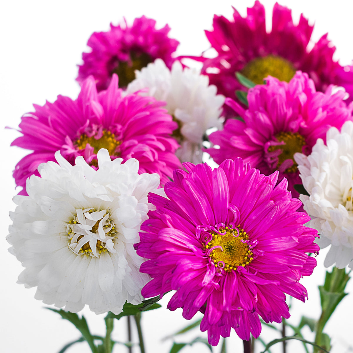 Matsumoto Mix Aster Seeds - Colorful Autumn Blooms, 20 seeds