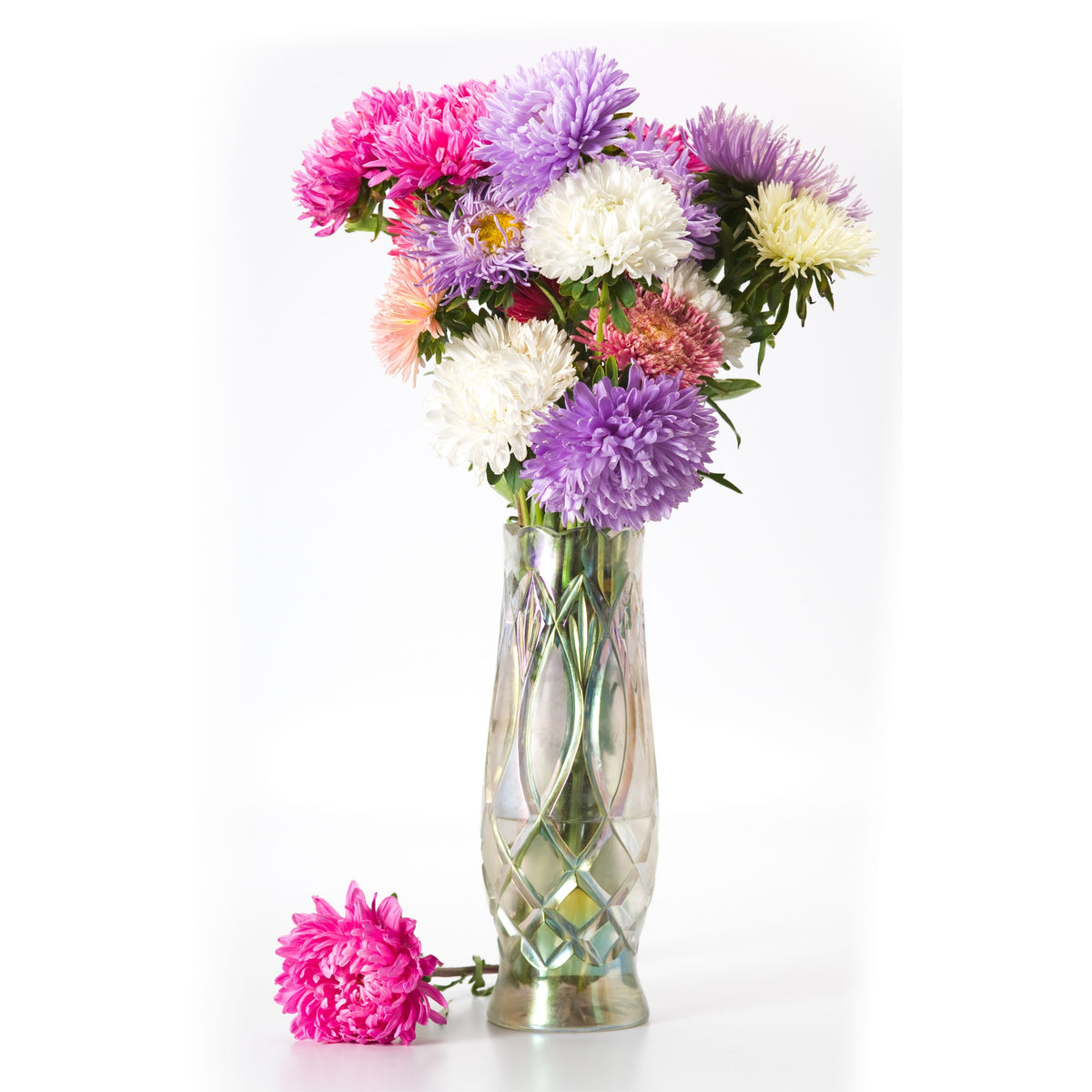Matsumoto Mix Aster Seeds - Colorful Autumn Blooms, 20 seeds