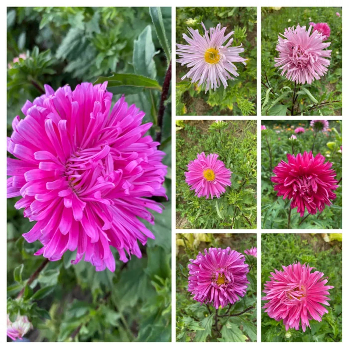 Crego Mix Aster Seeds - Colorful Autumn Blooms, 20 seeds