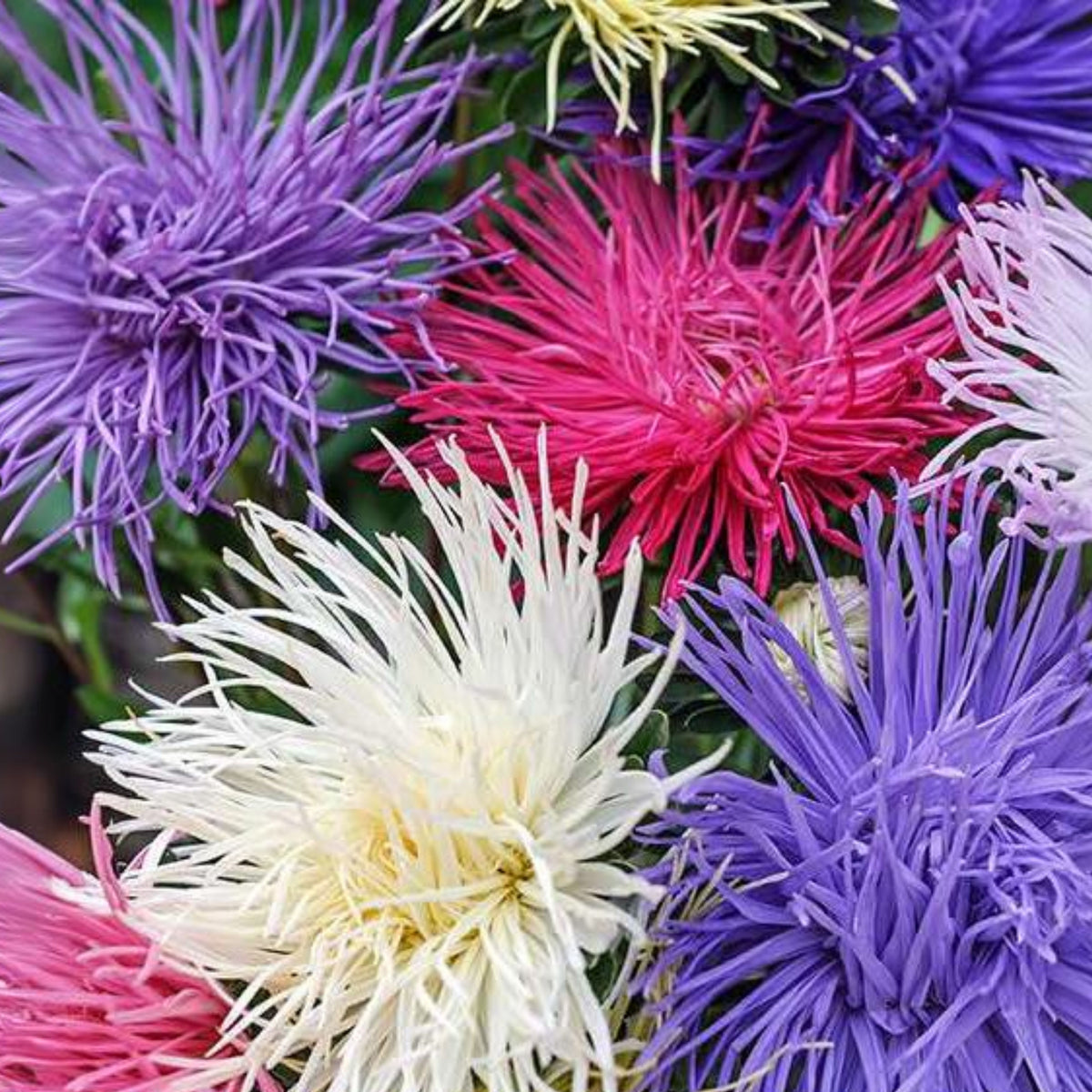 Crego Mix Aster Seeds - Colorful Autumn Blooms, 20 seeds