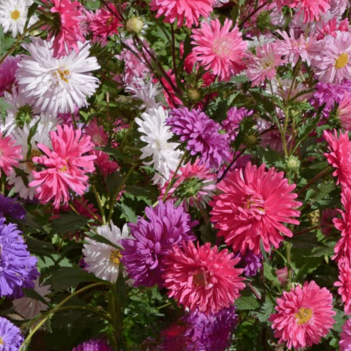 Crego Mix Aster Seeds - Colorful Autumn Blooms, 20 seeds