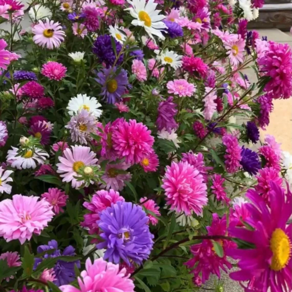 Crego Mix Aster Seeds - Colorful Autumn Blooms, 20 seeds