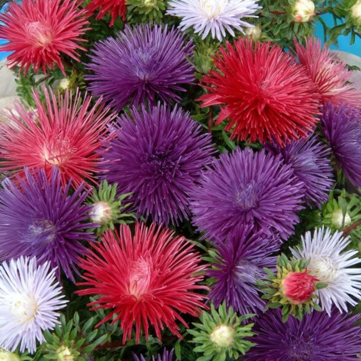 Crego Mix Aster Seeds - Colorful Autumn Blooms, 20 seeds