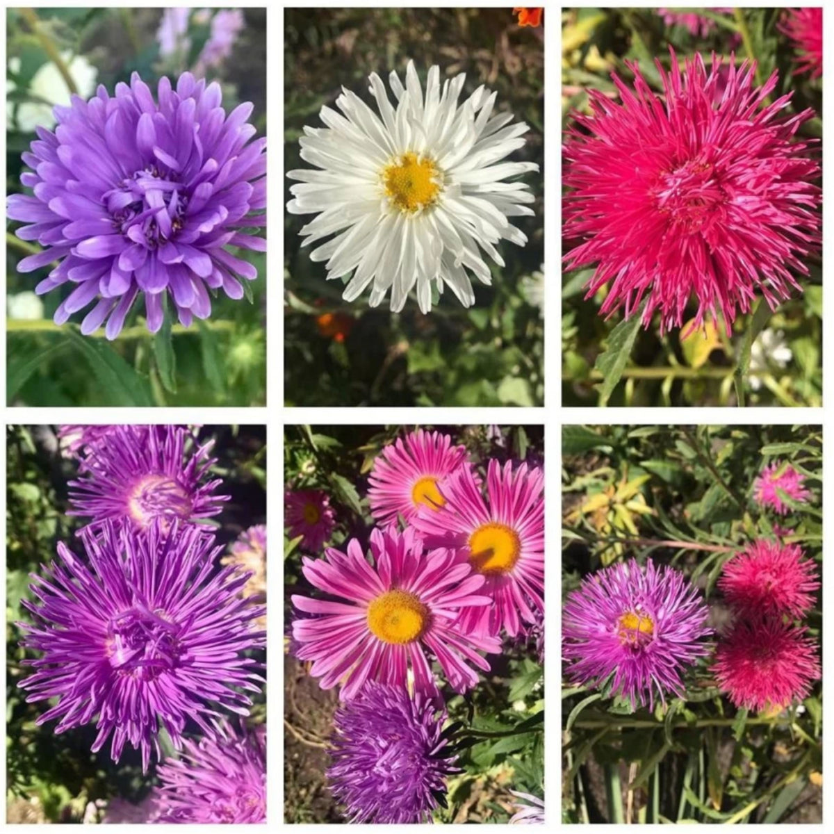 Crego Mix Aster Seeds - Colorful Autumn Blooms, 20 seeds