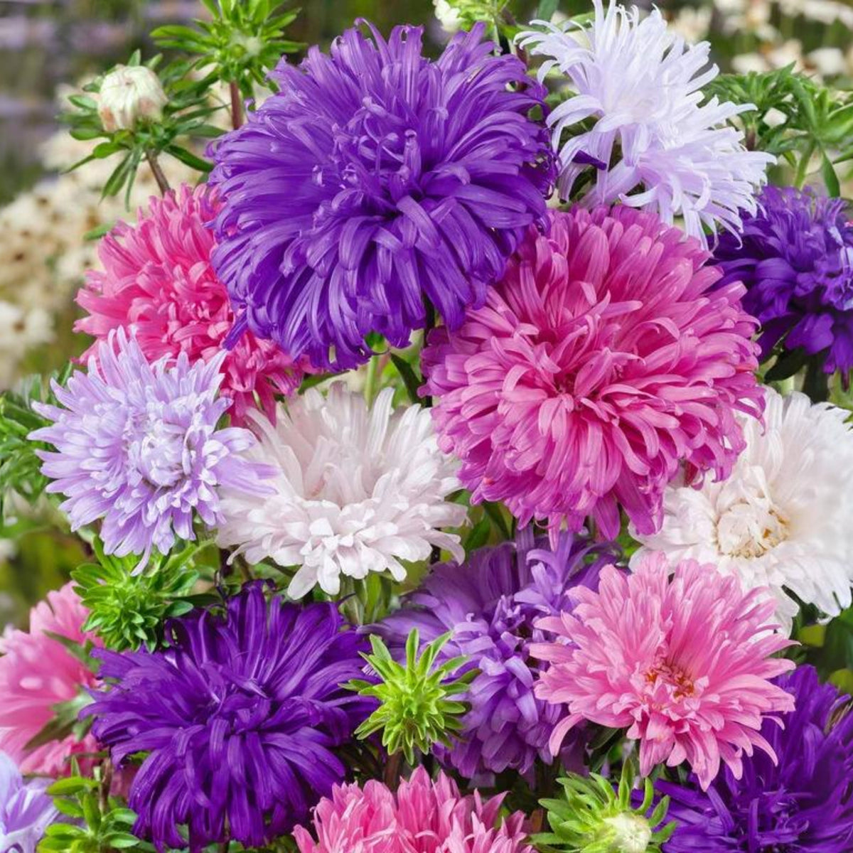 Crego Mix Aster Seeds - Colorful Autumn Blooms, 20 seeds