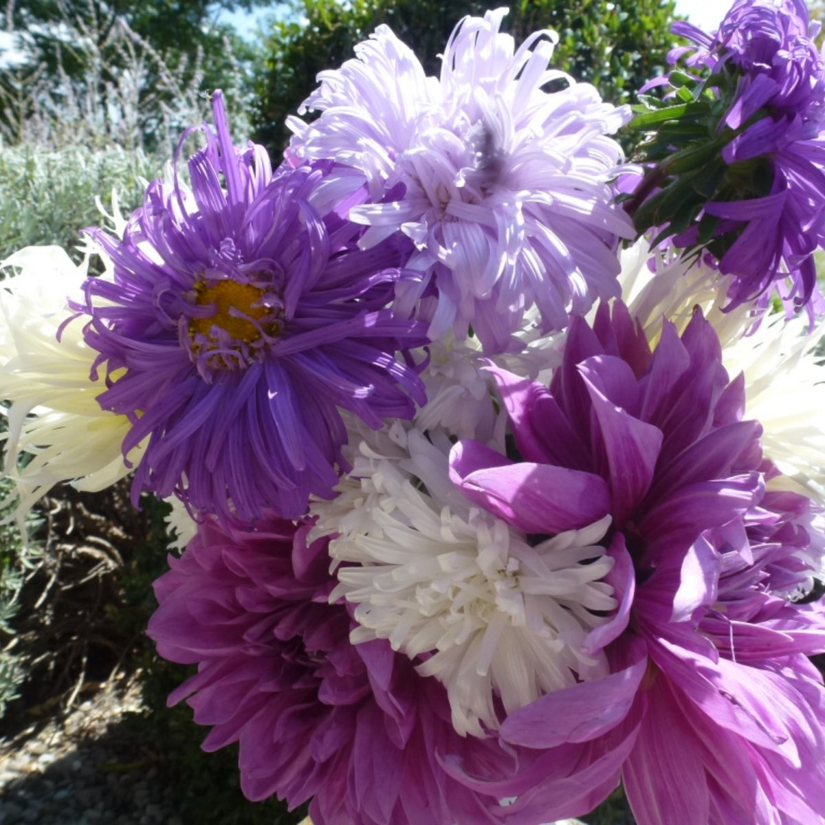 Crego Mix Aster Seeds - Colorful Autumn Blooms, 20 seeds