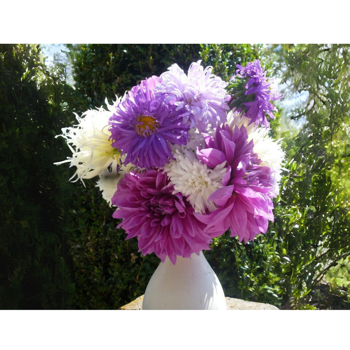 Crego Mix Aster Seeds - Colorful Autumn Blooms, 20 seeds