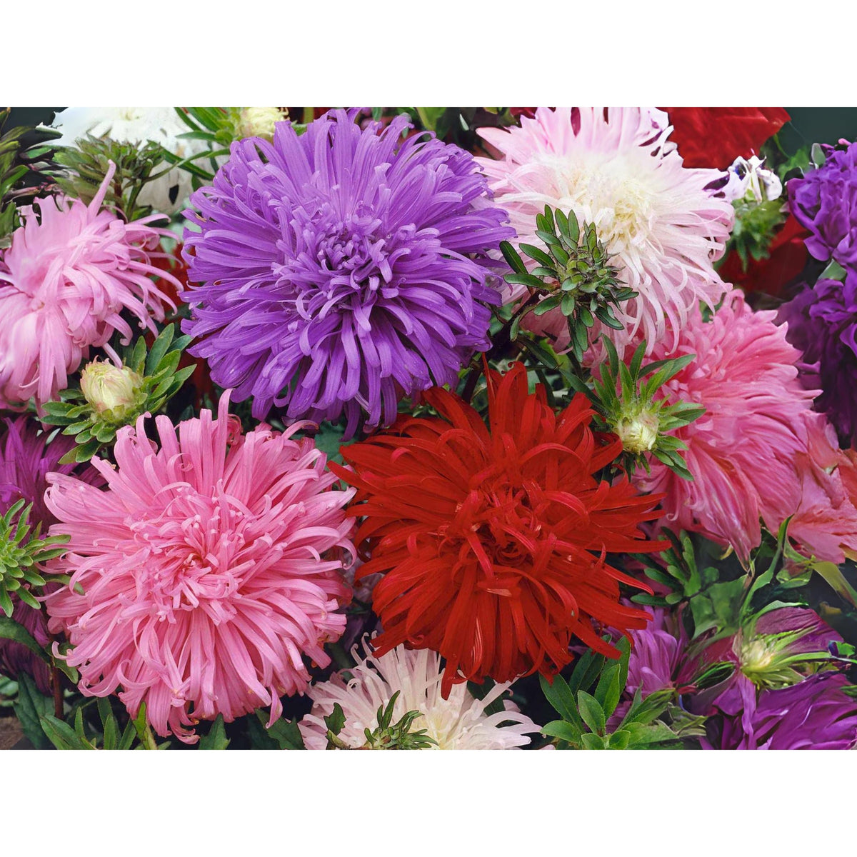 Crego Mix Aster Seeds - Colorful Autumn Blooms, 20 seeds