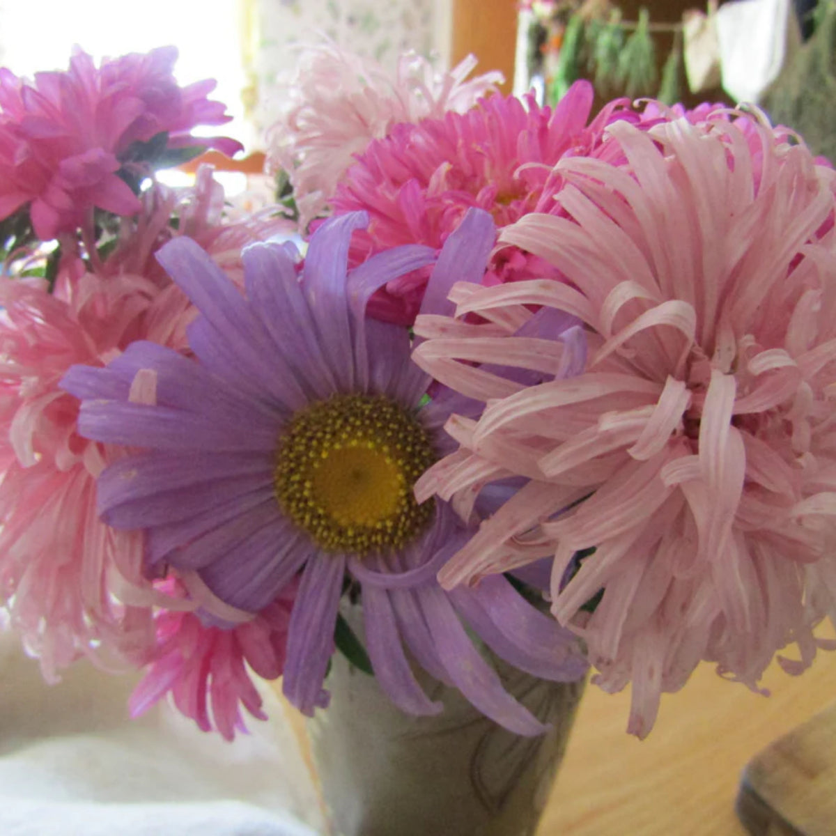 Crego Mix Aster Seeds - Colorful Autumn Blooms, 20 seeds