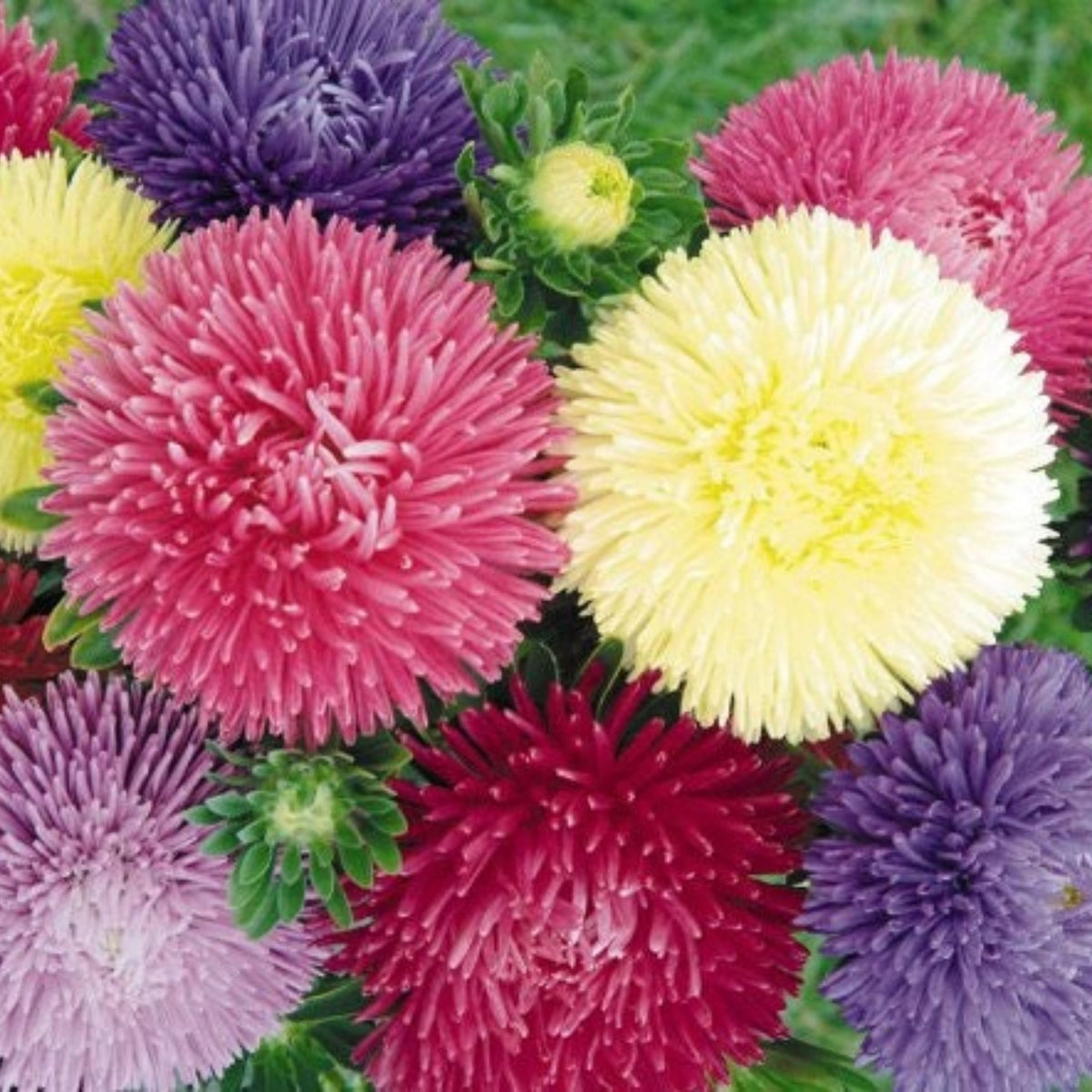 Crego Mix Aster Seeds - Colorful Autumn Blooms, 20 seeds