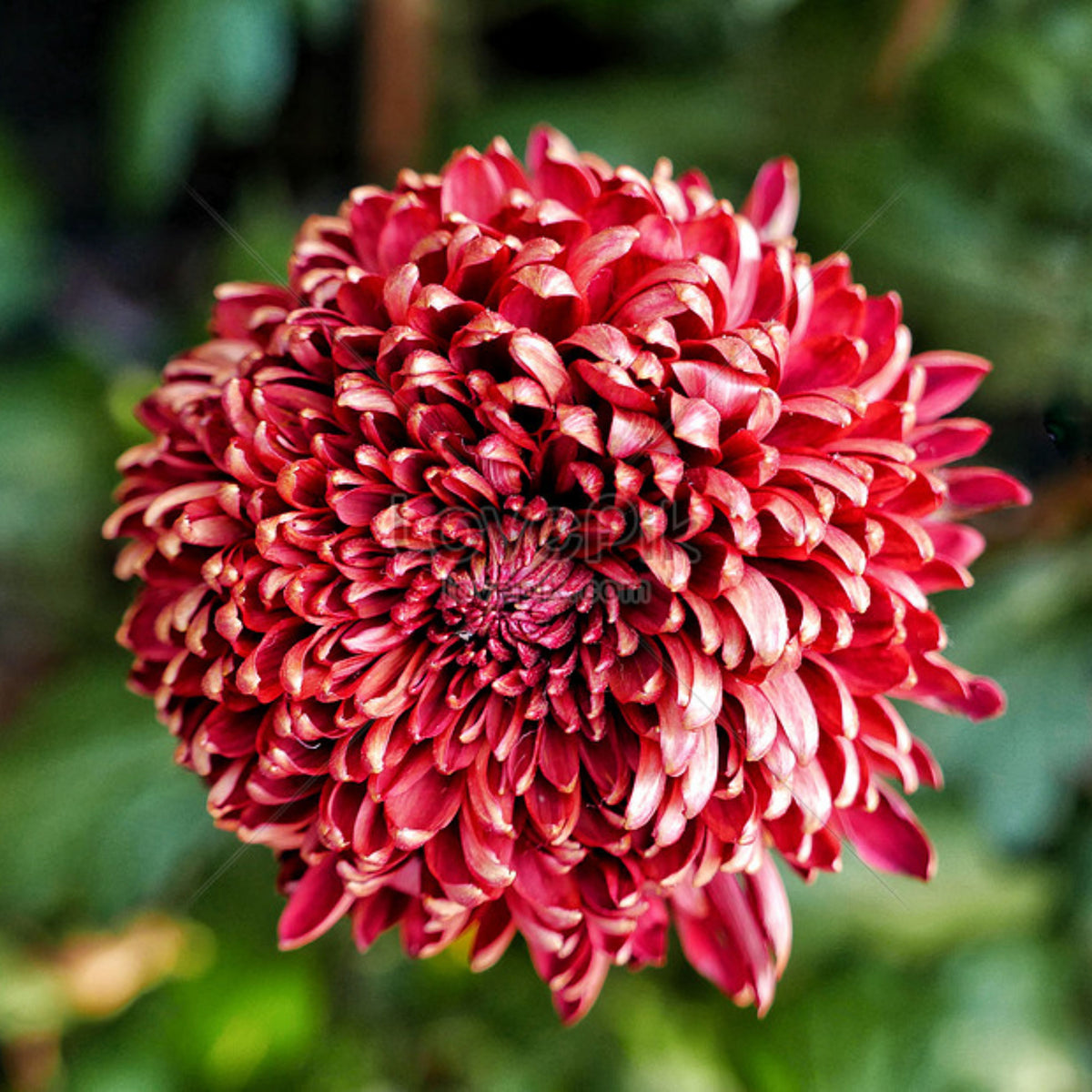 Duchess Mix Seeds - Aster Seeds, Fall Blooms, 20 seeds