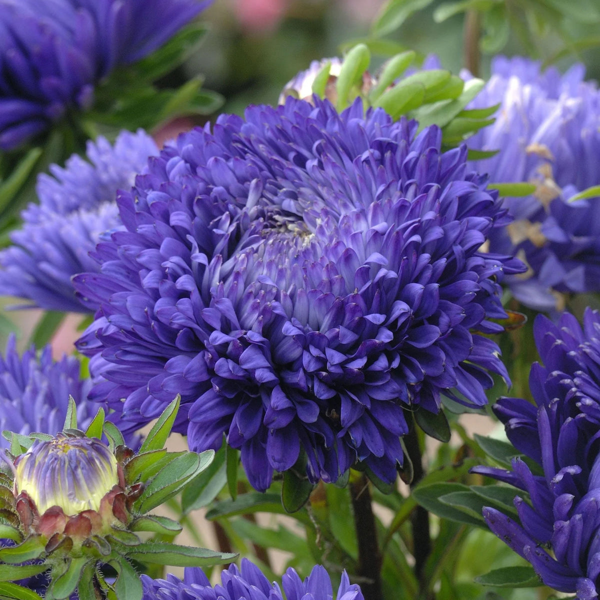 20s | Duchess Mix - Aster Seeds – Heirloom – Non-GMO – Fall Blooms – Pollinator Friendly – Perennial & Annual – Easy to Grow – Colorful Autumn Flowers – Garden to Table – Cottage Garden#8030