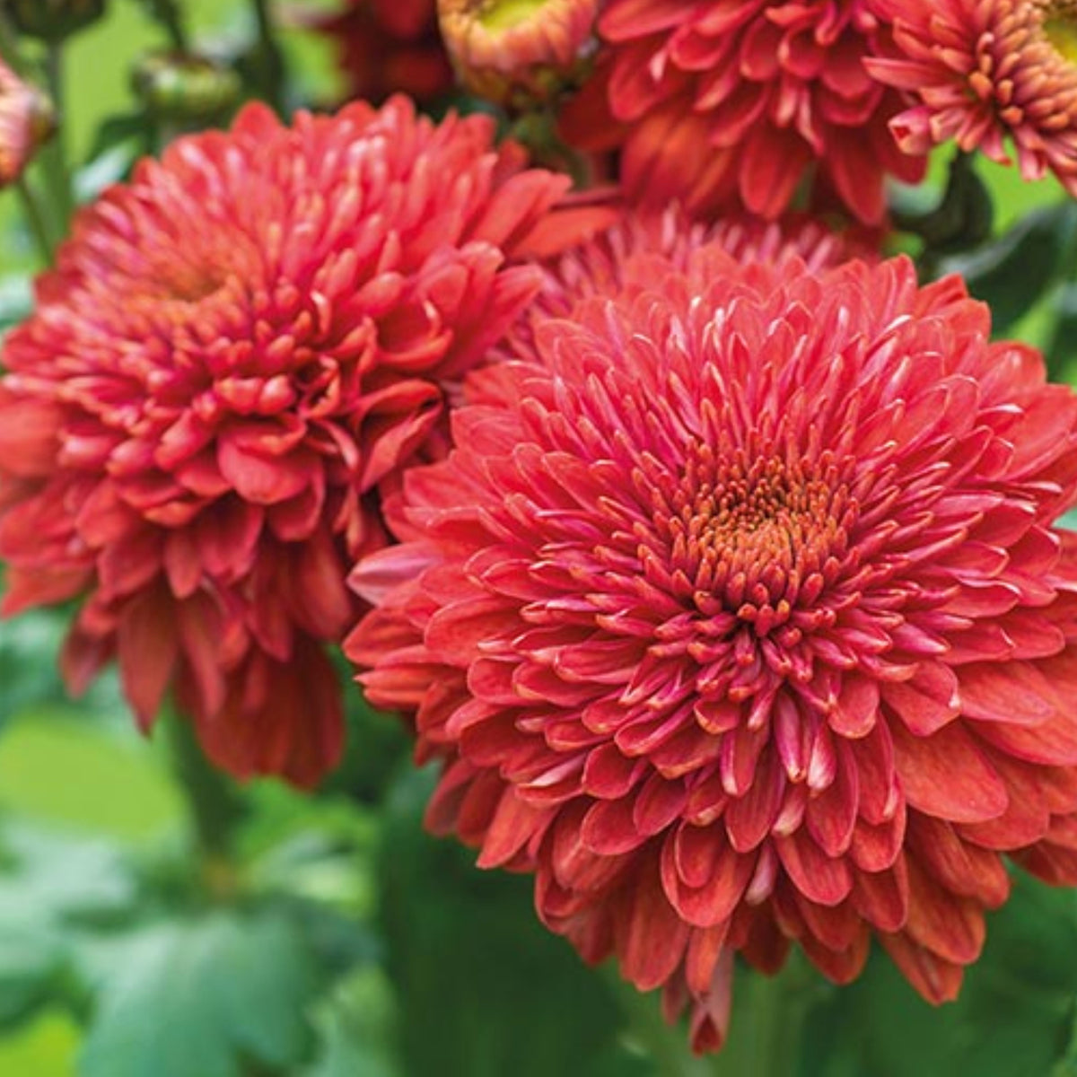 Duchess Mix Seeds - Aster Seeds, Fall Blooms, 20 seeds