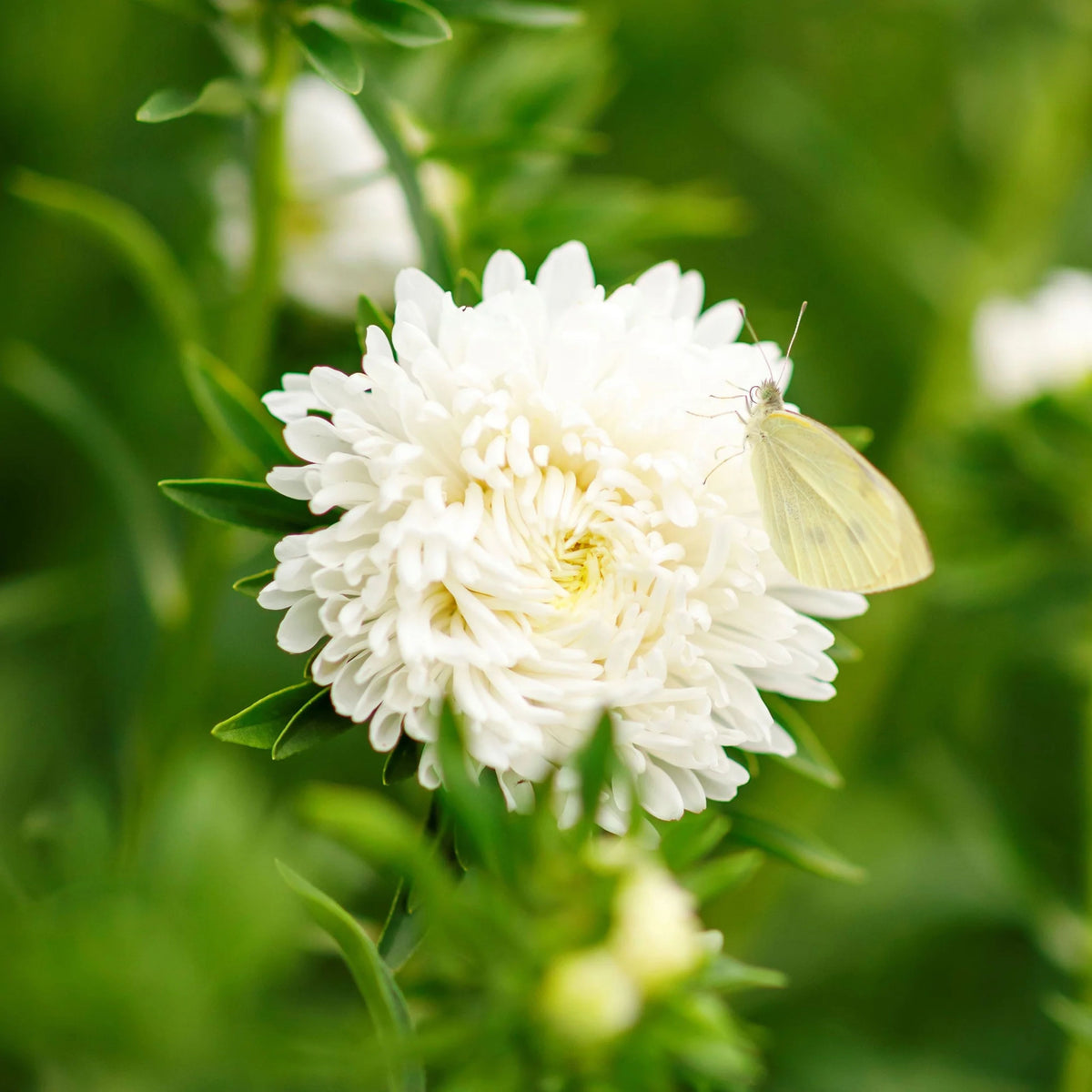 Duchess Mix Seeds - Aster Seeds, Fall Blooms, 20 seeds