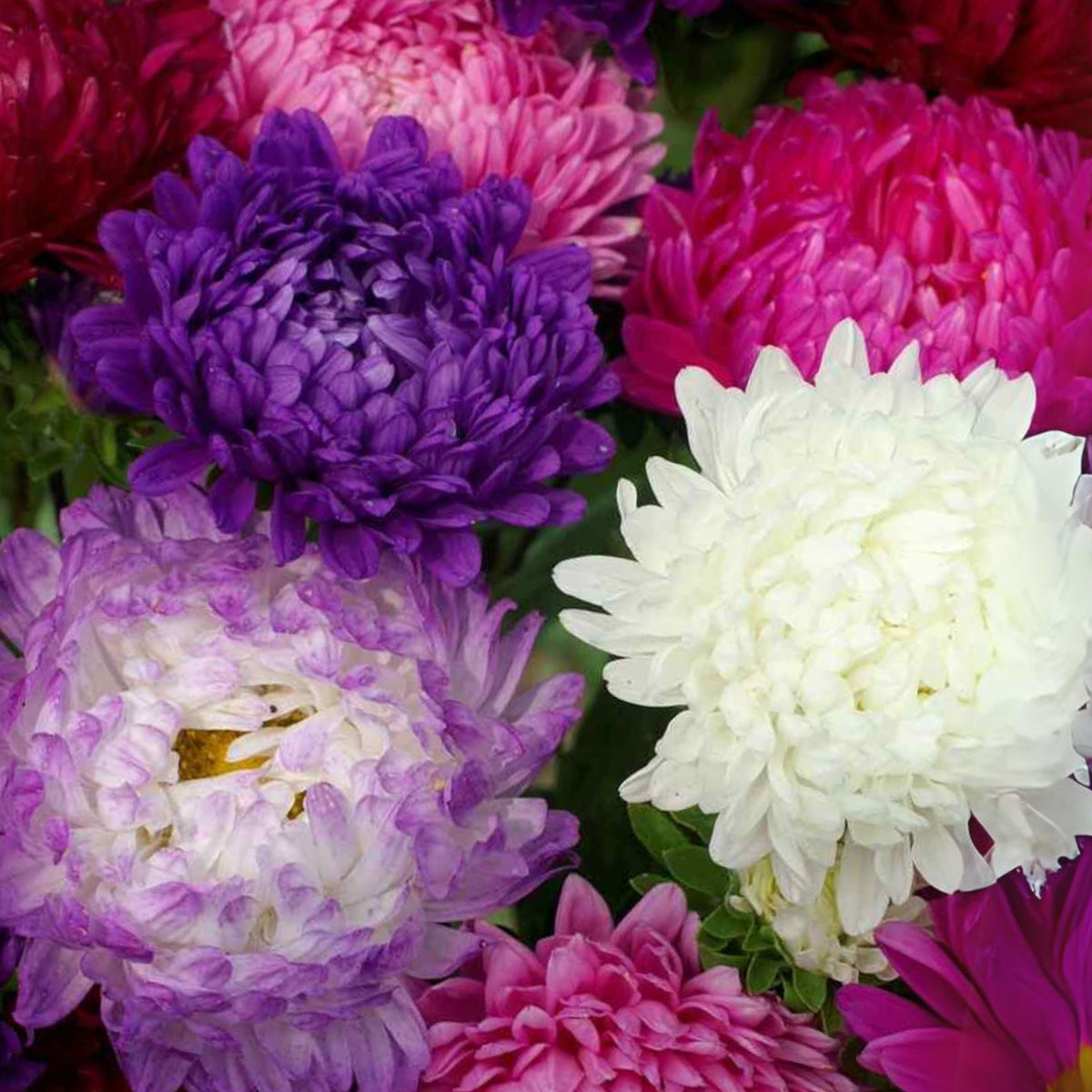 20s | Duchess Mix - Aster Seeds – Heirloom – Non-GMO – Fall Blooms – Pollinator Friendly – Perennial & Annual – Easy to Grow – Colorful Autumn Flowers – Garden to Table – Cottage Garden#8030