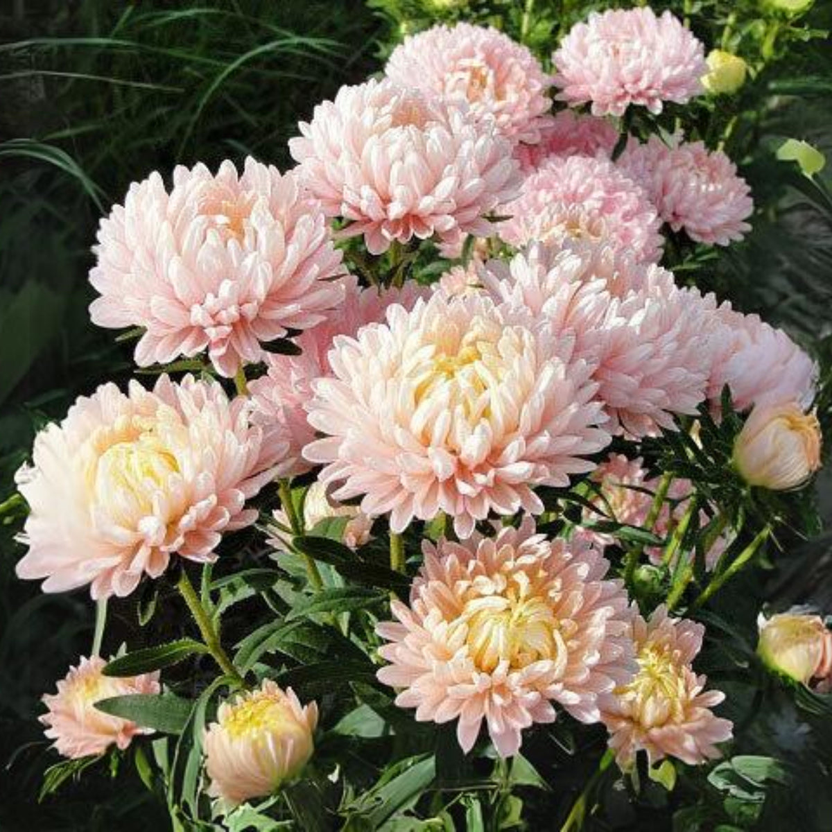 Duchess Mix Seeds - Aster Seeds, Fall Blooms, 20 seeds