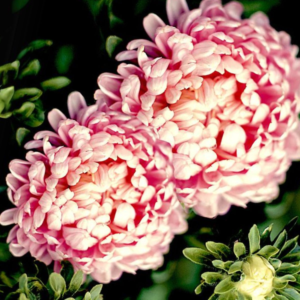 Duchess Mix Seeds - Aster Seeds, Fall Blooms, 20 seeds