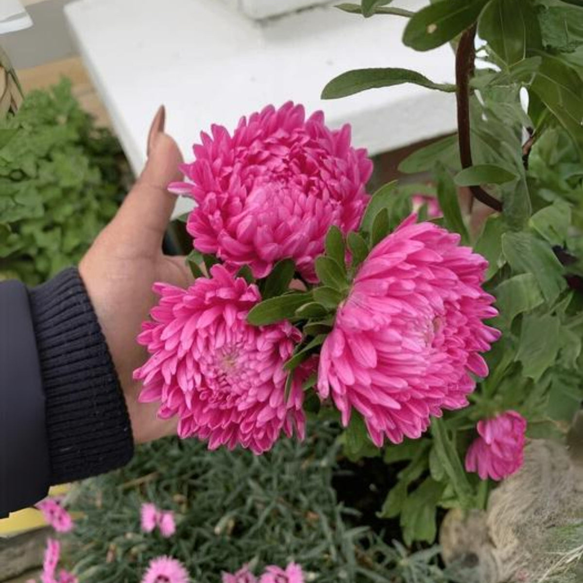 Duchess Mix China Aster Seeds - Colorful Autumn Blooms, 20 seeds