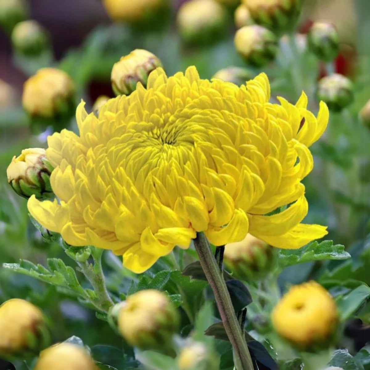 Duchess Mix China Aster Seeds - Colorful Autumn Blooms, 20 seeds
