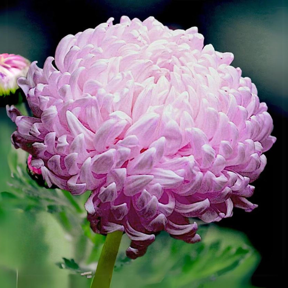 Duchess Mix China Aster Seeds - Colorful Autumn Blooms, 20 seeds