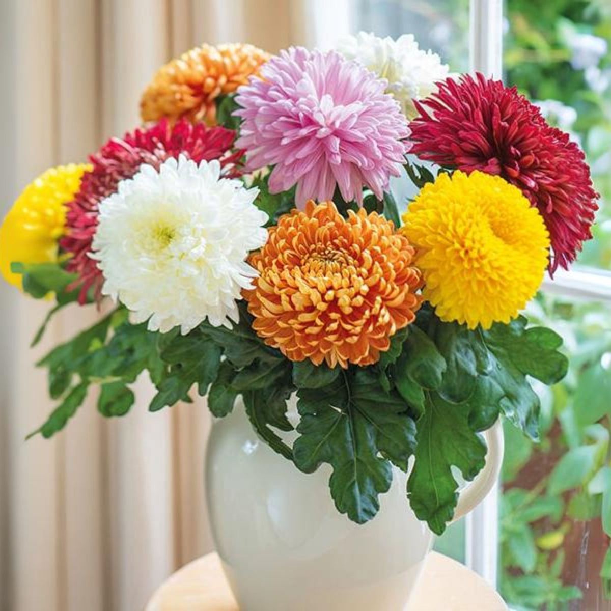 Duchess Mix China Aster Seeds - Colorful Autumn Blooms, 20 seeds