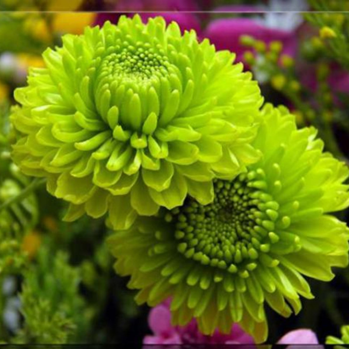 Duchess Mix China Aster Seeds - Colorful Autumn Blooms, 20 seeds