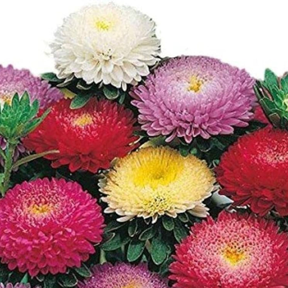 Duchess Mix China Aster Seeds - Colorful Autumn Blooms, 20 seeds