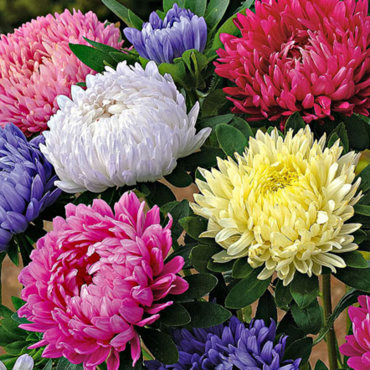 Duchess Mix China Aster Seeds - Colorful Autumn Blooms, 20 seeds