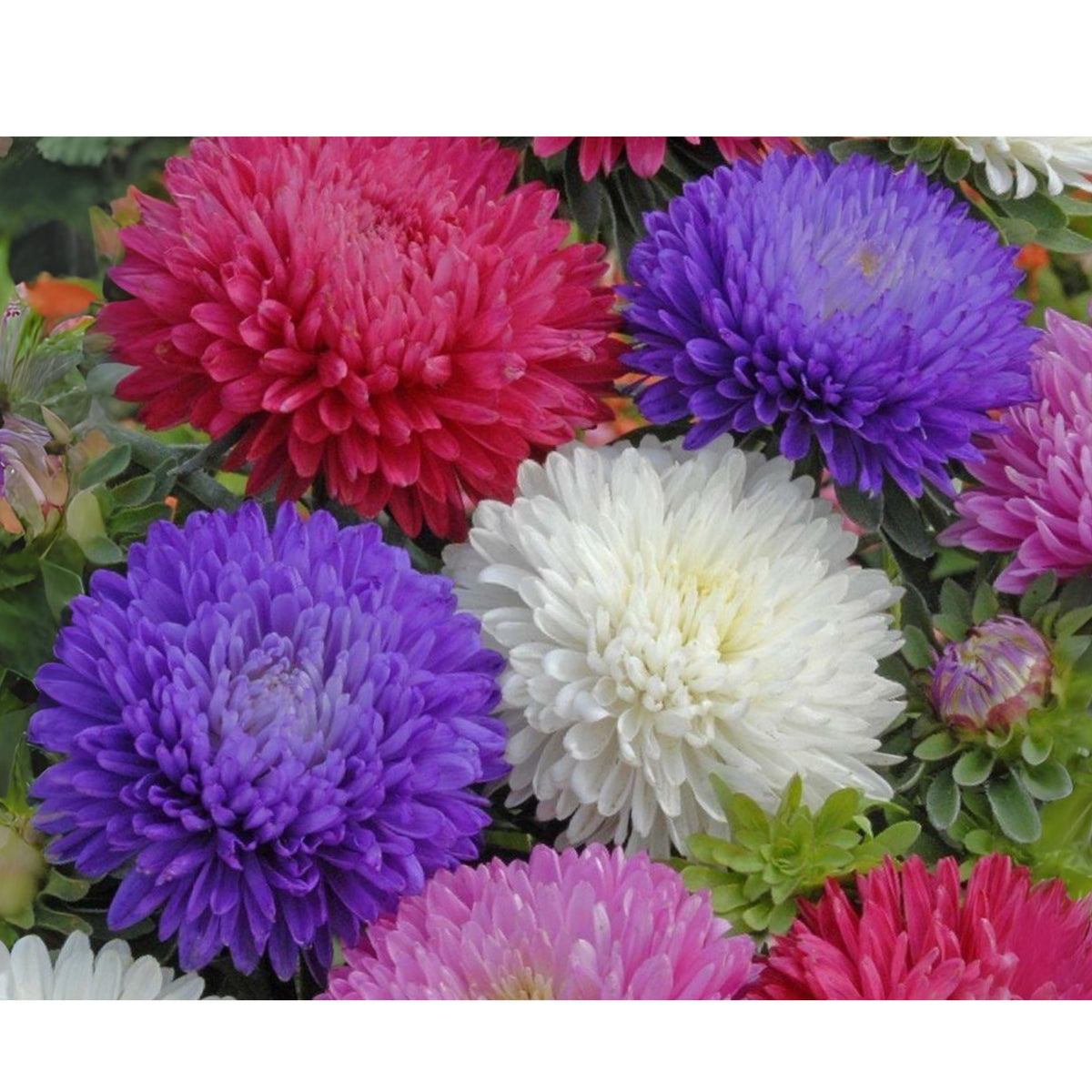 Duchess Mix China Aster Seeds - Colorful Autumn Blooms, 20 seeds