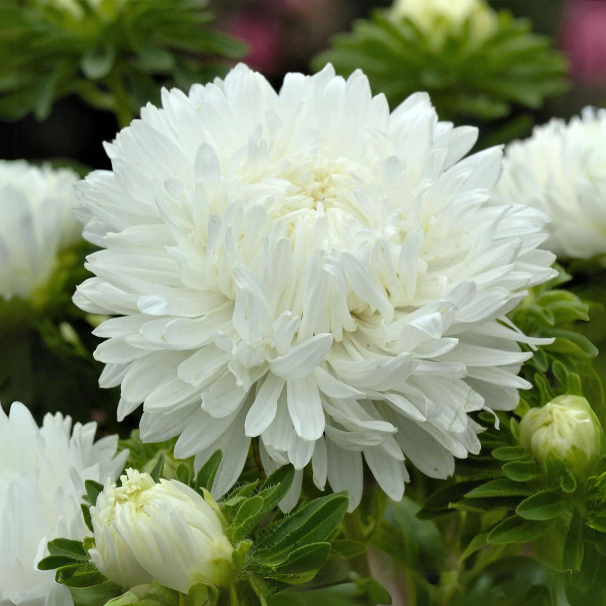 20s | Duchess Mix - Aster Seeds – Heirloom – Non-GMO – Fall Blooms – Pollinator Friendly – Perennial & Annual – Easy to Grow – Colorful Autumn Flowers – Garden to Table – Cottage Garden#8030