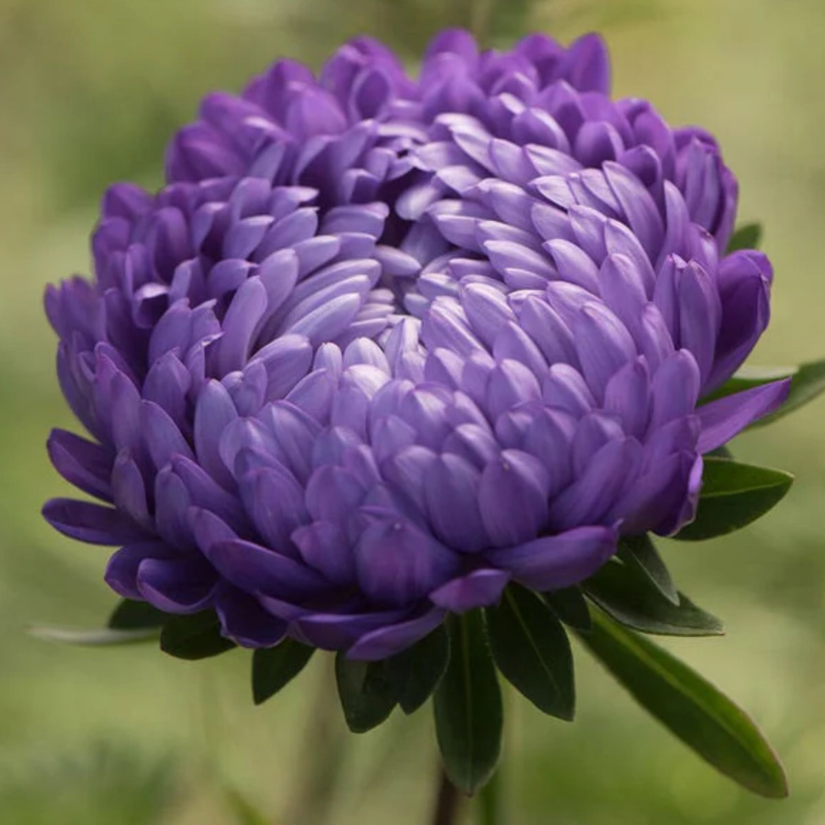 Duchess Mix China Aster Seeds - Colorful Autumn Blooms, 20 seeds