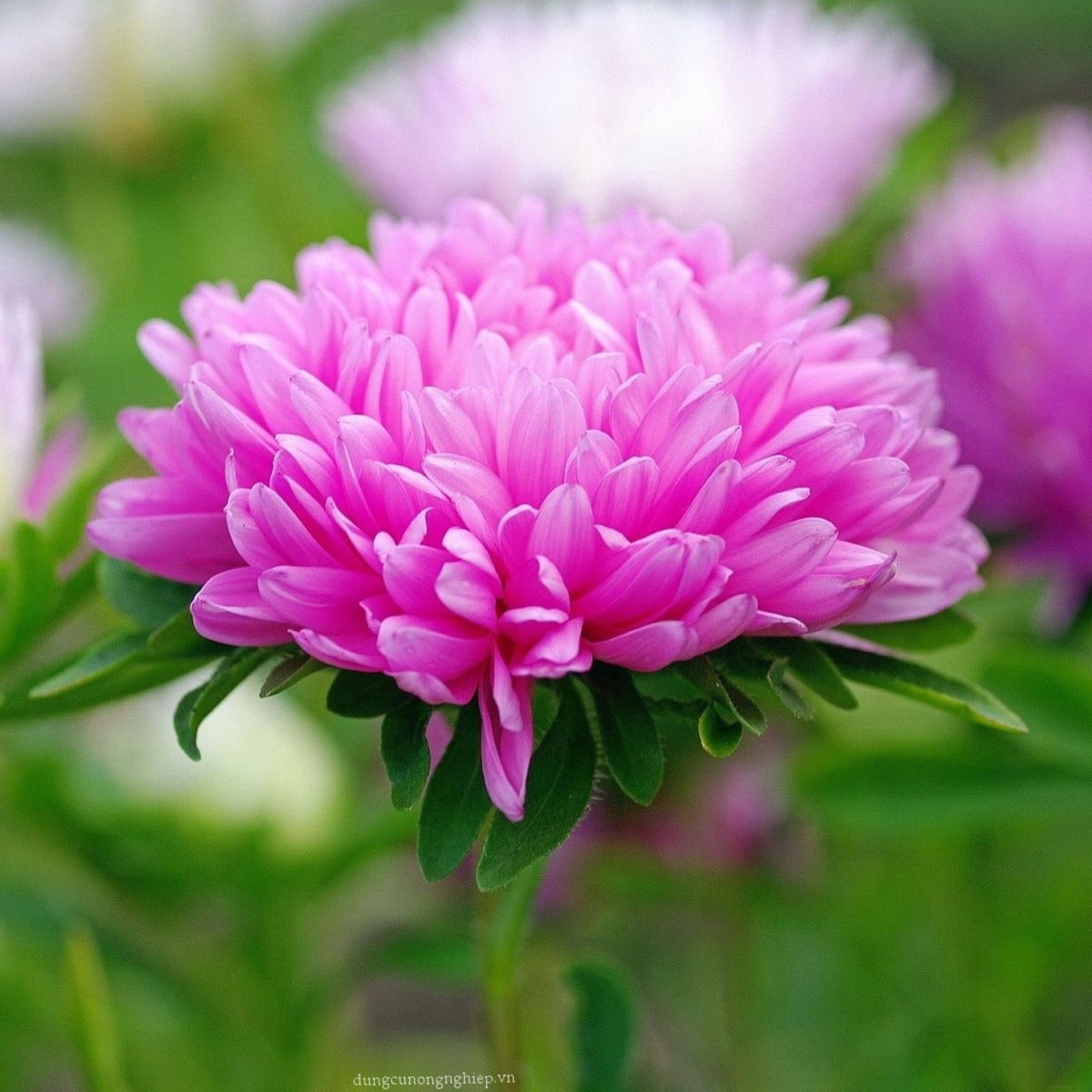 Duchess Mix China Aster Seeds - Colorful Autumn Blooms, 20 seeds