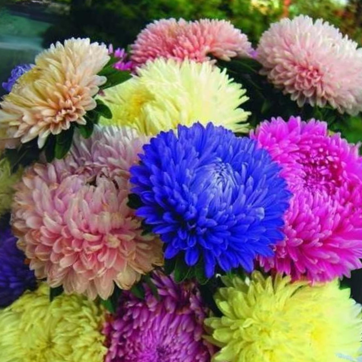 Duchess Mix China Aster Seeds - Colorful Autumn Blooms, 20 seeds